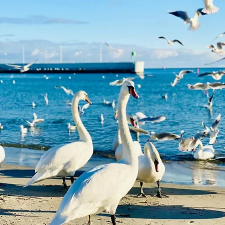 Mily Poranek - Slonce, Mewy, Doskonala Kawa Апартаменты *